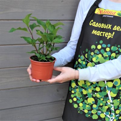 Гортензия крупнолистная Шлосс Люсендорф Гортензия крупнолистная Шлосс Люсендорф фото