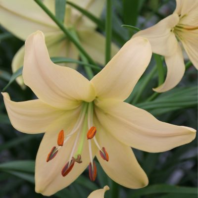 Лилия Пурпл Френцис Лилия Пурпл Френцис - Dolina-Sad.Ru