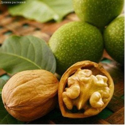 Орех Грецкий Память Минова фото