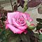 Роза Парадайз в горшке Роза Парадайз в горшке - Dolina-Sad.Ru