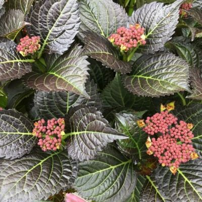 Гортензия крупнолистная Дарк Энджел - Dolina-Sad.Ru