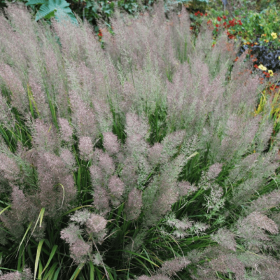 Вейник коротковолосистый , C3 Вейник коротковолосистый , C3 фото