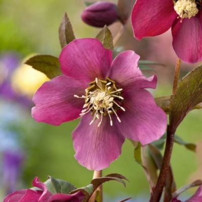 Морозник Претти Эллен Ред - Dolina-Sad.Ru