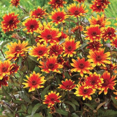 Гелиопсис Спарклинг Контраст Гелиопсис Спарклинг Контраст - Dolina-Sad.Ru