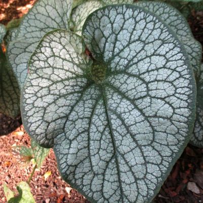 Бруннера крупнолистная Джек Фрост Бруннера крупнолистная Джек Фрост - Dolina-Sad.Ru