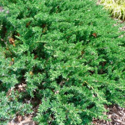 Можжевельник прибрежный Эмеральд Сиа Можжевельник прибрежный Эмеральд Сиа - Dolina-Sad.Ru