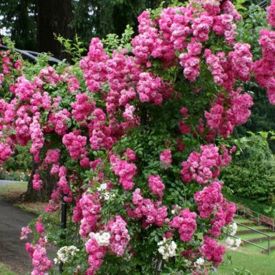 Роза Супер Дороти Роза Супер Дороти - Dolina-Sad.Ru