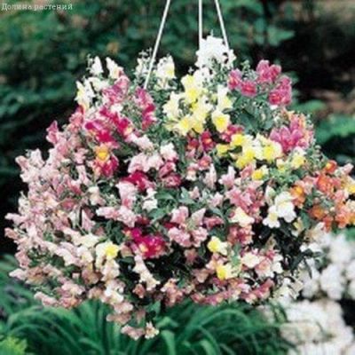 Львиный зев ампельный Лампион Львиный зев ампельный Лампион фото