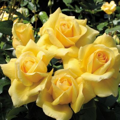 Роза Саммер Роза Саммер - Dolina-Sad.Ru