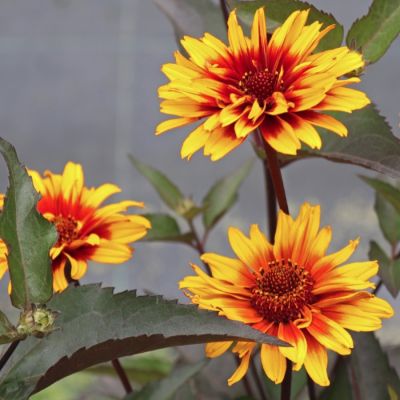 Гелиопсис Спарклинг Контраст Гелиопсис Спарклинг Контраст - Dolina-Sad.Ru