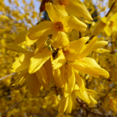 Форзиция промежуточная Мари Дор фото