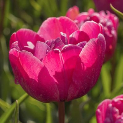 Тюльпан Роузи Даймонд Тюльпан Роузи Даймонд - Dolina-Sad.Ru