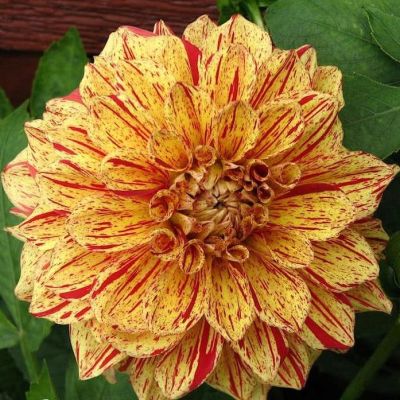 Георгина Пэйнтед Мадам Георгина Пэйнтед Мадам фото