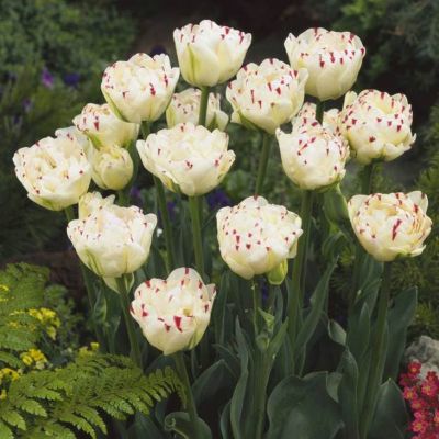 Тюльпан Дэнс Лайн фото