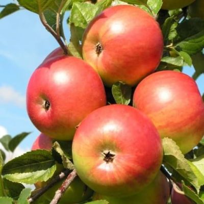 Яблоня Фридом/Осенняя Яблоня Фридом/Осенняя фото