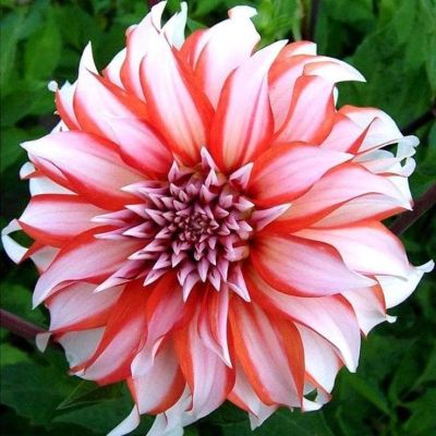 Георгина Долли Эйч Георгина Долли Эйч фото