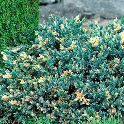 Можжевельник чешуйчатый Голден Флейм Можжевельник чешуйчатый Голден Флейм - Dolina-Sad.Ru