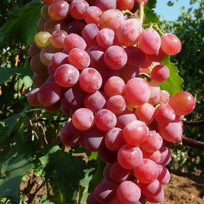 Виноград Хрупка Ружова Виноград Хрупка Ружова фото
