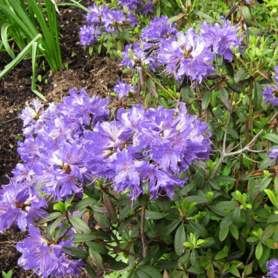 Рододендрон Гристед Рододендрон Гристед фото