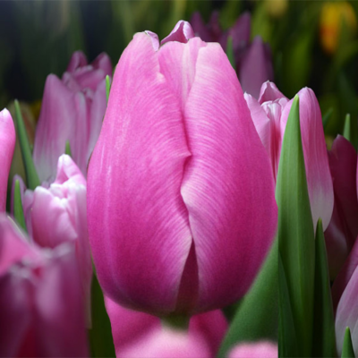 Тюльпан Аргос - Dolina-Sad.Ru