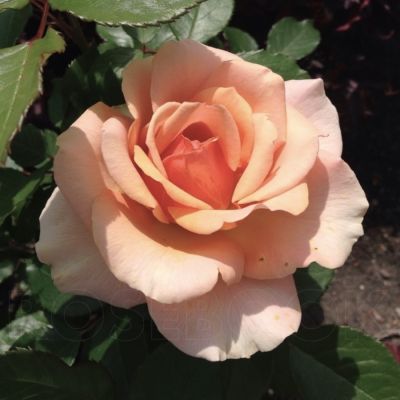 Роза Таити Роза Таити - Dolina-Sad.Ru