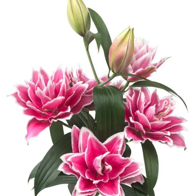 Лилия Роузлили Саманта - Dolina-Sad.Ru