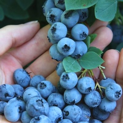 Голубика Эрли Блю (Среднерослая) Голубика Эрли Блю (Среднерослая) - Dolina-Sad.Ru