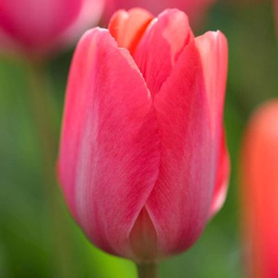 Тюльпан Чирс фото