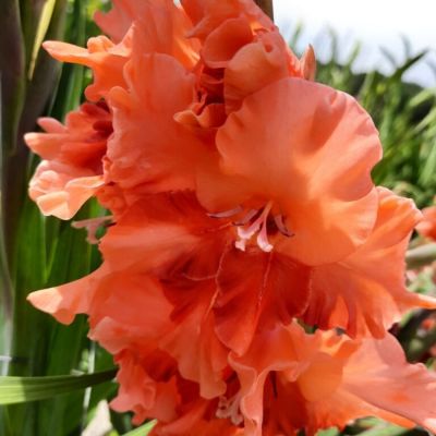 Гладиолус Корал Краш - Dolina-Sad.Ru