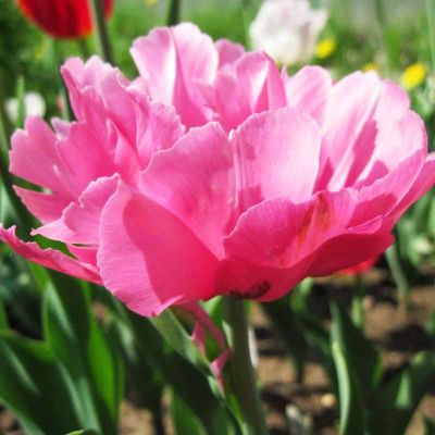 Тюльпан Ап Пинк Тюльпан Ап Пинк фото