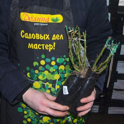 Роза Маунт Шаста Роза Маунт Шаста фото