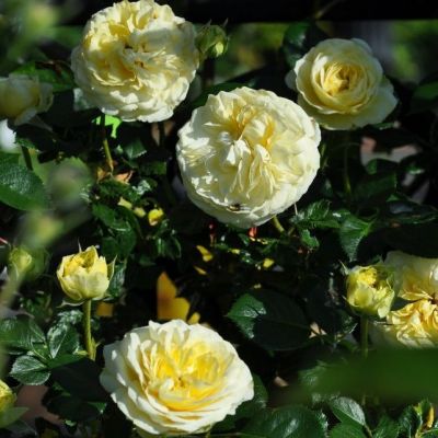 Роза Кларенс Хаус Роза Кларенс Хаус - Dolina-Sad.Ru