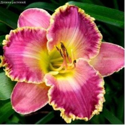 Лилейник Давид Кирхгоф 2 шт Лилейник Давид Кирхгоф 2 шт фото