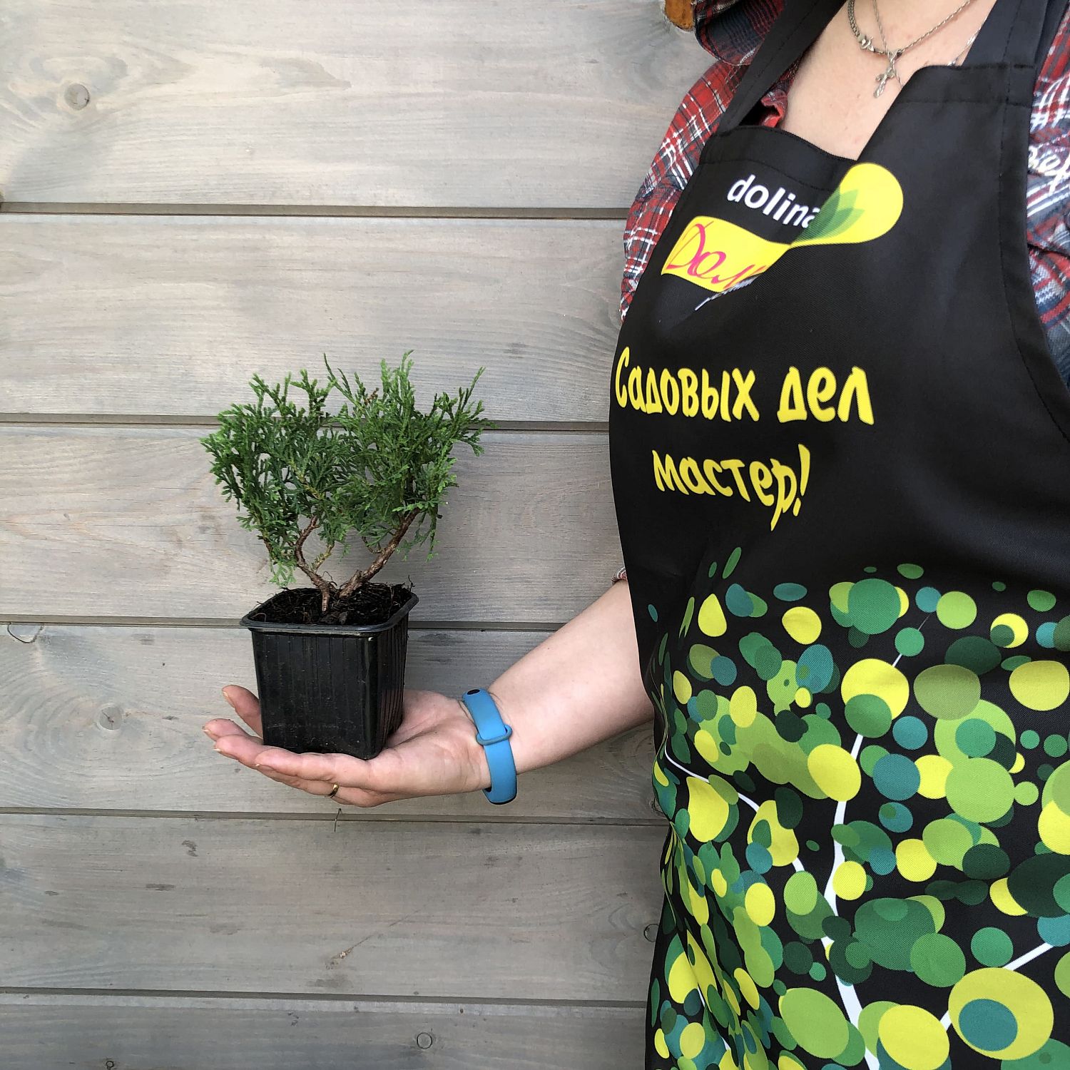 Туя западная Тини Тим Туя западная Тини Тим фото