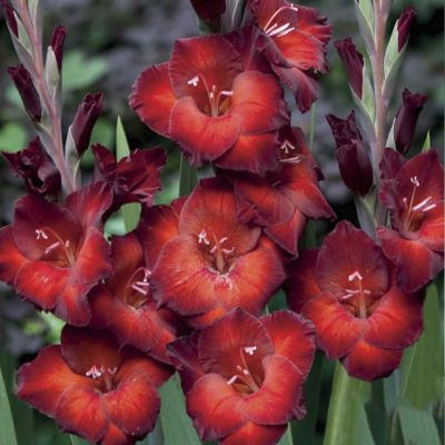 Гладиолус Азурро Гладиолус Азурро фото