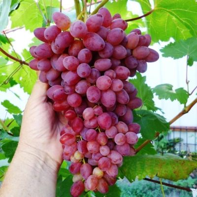 Виноград кишмиш Мечта Виноград кишмиш Мечта - Dolina-Sad.Ru