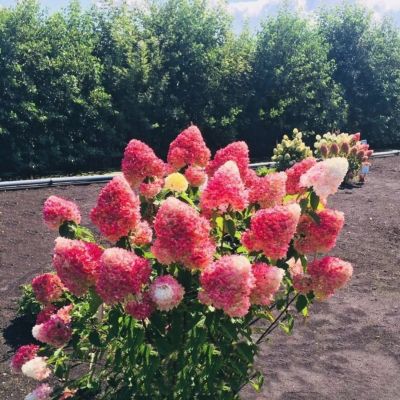 Гортензия метельчатая Пинк энд Роуз, С7,5 - Dolina-Sad.Ru