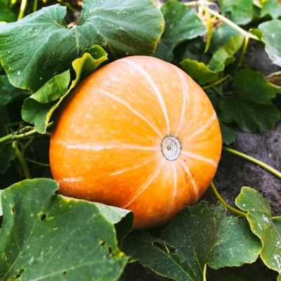 Тыква Россиянка Тыква Россиянка фото