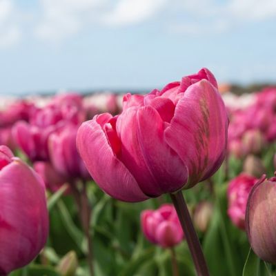 Тюльпан Роузи Даймонд Тюльпан Роузи Даймонд - Dolina-Sad.Ru