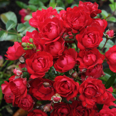 Роза Мушимара фото