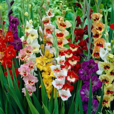 Микс Гладиолусов Микс Гладиолусов фото