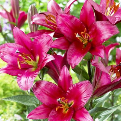 Лилия Перпл Принц Лилия Перпл Принц фото