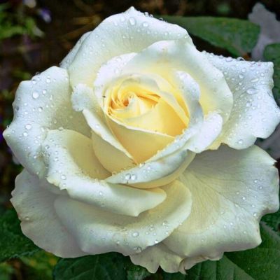 Роза Маруся Роза Маруся - Dolina-Sad.Ru