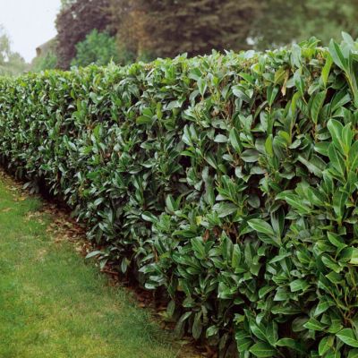 Лавровишня Кавказская Лавровишня Кавказская - Dolina-Sad.Ru