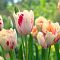 Тюльпан Карусель Тюльпан Карусель фото