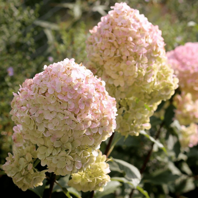 Гортензия метельчатая Магикал Свит Саммер, С2 - Dolina-Sad.Ru