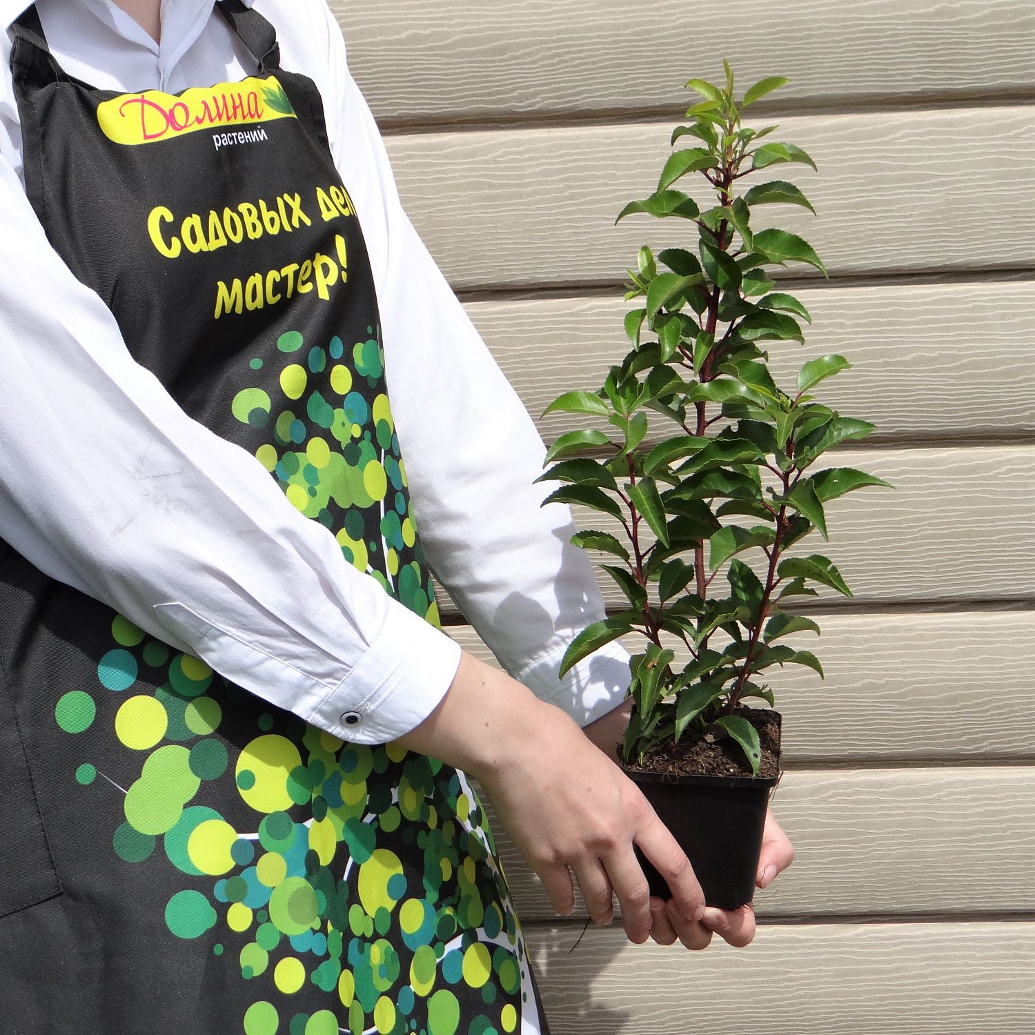 Лавровишня португальская Бренелиа Лавровишня португальская Бренелиа фото