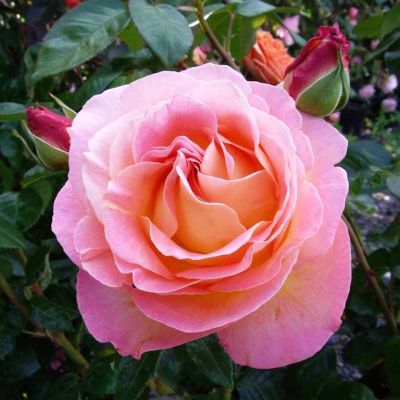 Роза Элл фото