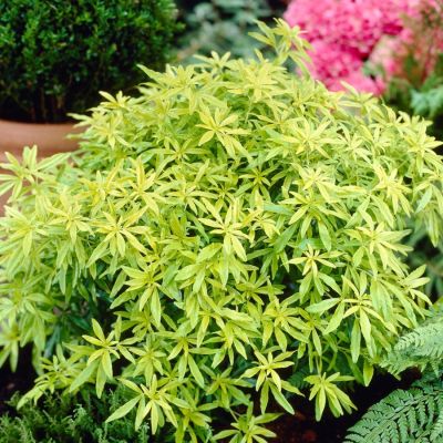 Шуазия троичатая Голдфингер Шуазия троичатая Голдфингер - Dolina-Sad.Ru