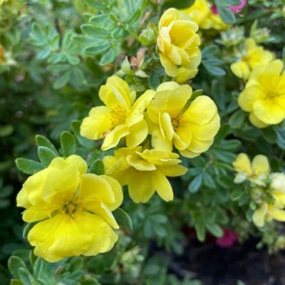 Лапчатка кустарниковая Дабл Панч Голд - Dolina-Sad.Ru